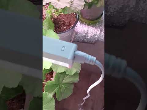 Видео: Как зимуют мои  пеларгонии