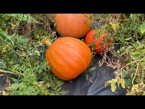 Видео: Осенний Сбор Урожая!👍😊Пожинаем Плоды-Овощей и Фруктов,Выращенные в Огороде на Чёрной плёнке!👍😊