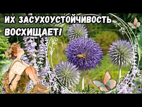 Видео: 50+ засухоустойчивых растений для малоуходного сада. Обзор сортов в цветнике. Выращивание и уход.