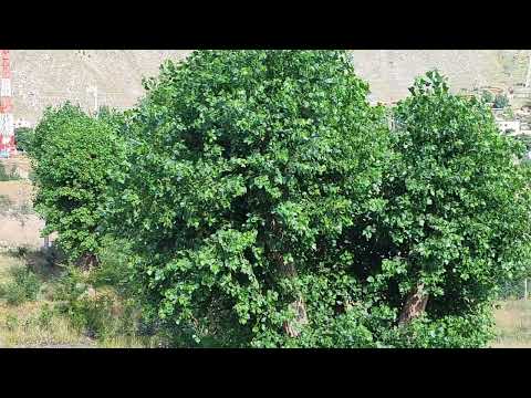 Видео: 22.07.2025г г Тырныауз селивой поток с 21 Июля 2025года