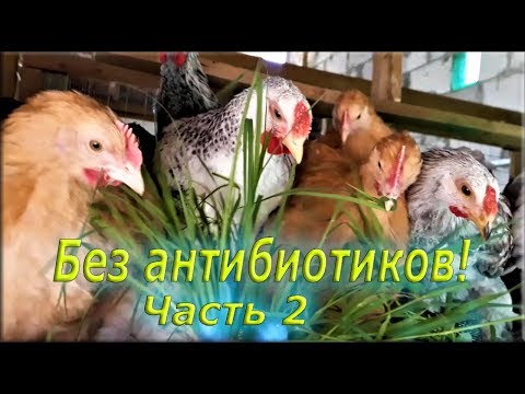 Видео: Выращивание цыплят БЕЗ АНТИБИОТИКОВ! От 10 до 120 дней!