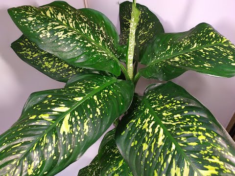 Видео: Монолог про цветок - Диффенбахия (Dieffenbachia)