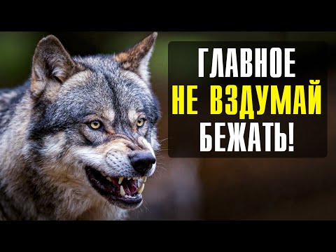 Видео: Ошибки Которые Нельзя Допускать при встрече с Диким Волком