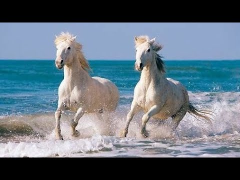 Видео: Двойка бели коне - Александра Полежанова.