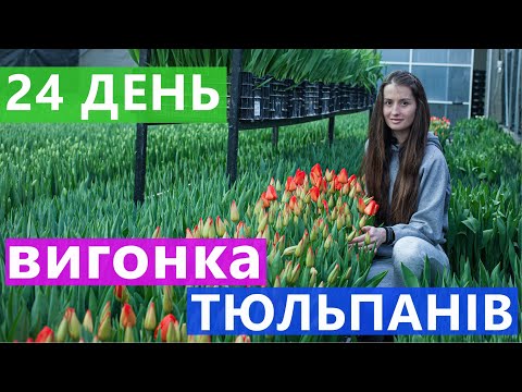 Видео: 24 ДЕНЬ 📆 ВИГОНКА ТЮЛЬПАНІВ 🌹 В ТЕПЛИЦІ ➕ 5 ЦІКАВИХ ФАКТІВ ПРО ТЮЛЬПАНИ