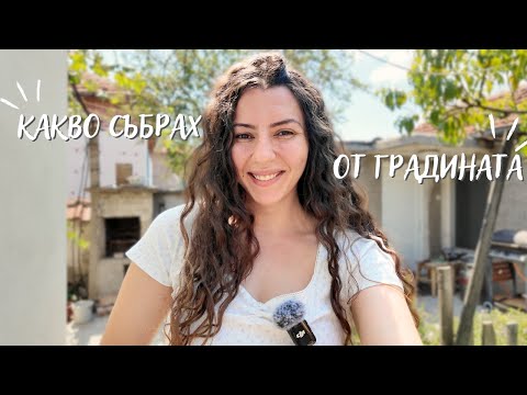 Видео: Какво събрах от градината? Домати, билки и ароматен чай!