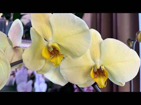 Видео: Орхидея Голден Аполлон и пересадка трех орхидей