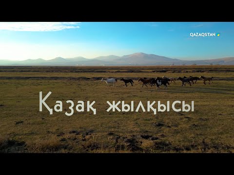 Видео: Қазақ жылқысы. Арнайы жоба