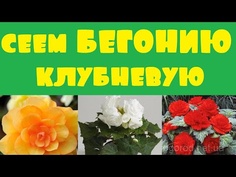 Видео: Клубневая бегония. Посев бегонии. Сезон 2020