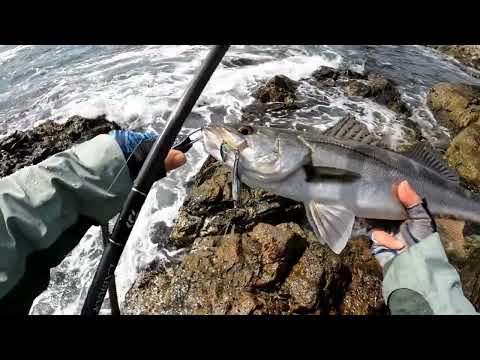 Видео: Сибас (ч.3) В поисках Сибаса #Рыбалка в ЮжнойКорее#Морская рыбалка#Seabass#농어