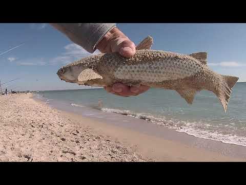 Видео: Рыбалка пеленгас с берега осень 2019