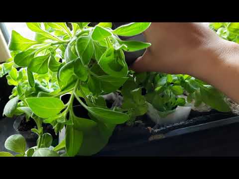 Видео: ПЕТУНИЯ СКРУЧИВАЕТ ЛИСТ.ПЕТУНИЯ ВЫТЯГИВАЕТСЯ И ЖЕЛТЕЕТ. НАХОДИМ ПРИЧИНЫ И УСТРАНЯЕМ ИХ.