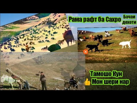 Видео: Чупон Мола ба сахро бурд
