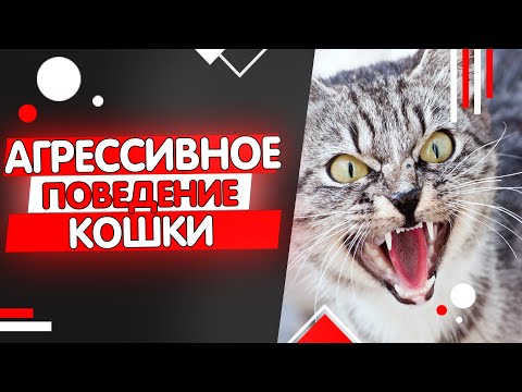 Видео: Почему кошка стала агрессивной, агрессивное поведение кошки