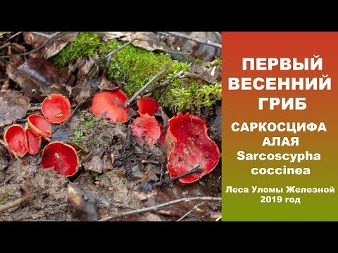 Видео: Первый весенний гриб. Саркосцифа алая. 2019 год.