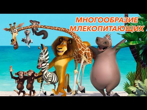 Видео: Урок "Многообразие млекопитающих" - ЦТ, ЕГЭ, ЗНО.