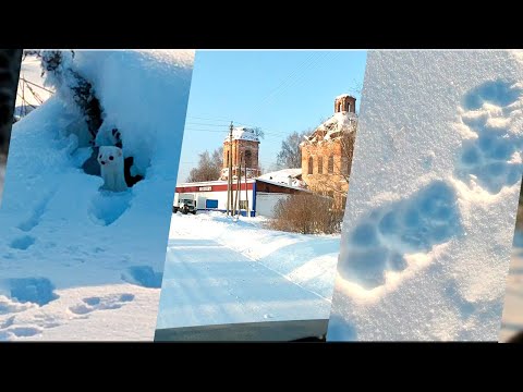 Видео: ПРИШЛА БОЛЬШАЯ СТАЯ ВОЛКОВ// ЕДЕМ  В -35°С ПО НАВОДКЕ //ВСТРЕЧА С ЛАСКОЙ