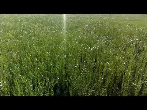 Видео: Состояние льна посеянный по подсолнечнику
