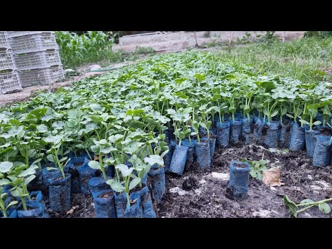 Видео: Тарвуз кўчат экиш.