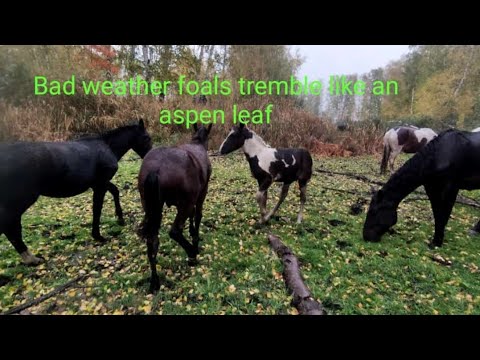 Видео: Промозглая  погода.Жеребята дрожат как осиновый лист.