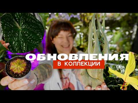 Видео: Обзор 1000 комнатных растений: новые зелёные, листочки, перестановки, и как вообще дела в марте 2025