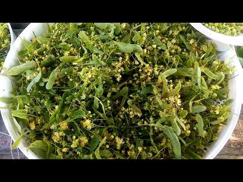 Видео: Душистые и полезные травы для чая - заготовка на зиму.
