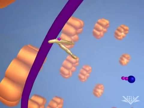 Видео: Регуляция транскрипции