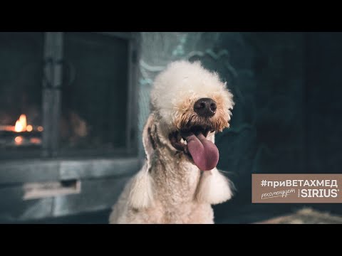 Видео: Секреты породы. Бедлингтон-терьер // #приВЕТАХМЕД