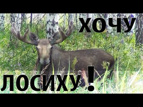 Видео: Как манить лося