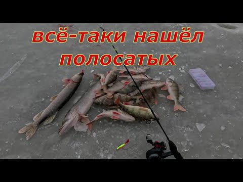 Видео: Окунь на балансир по тонкому льду. Как же долго я тебя искал.