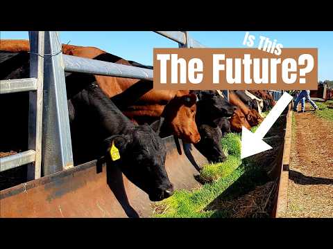 Видео: Гидропонный корм — будущее устойчивого земледелия?