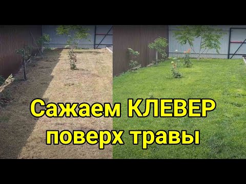 Видео: Сажаем клевер поверх травы. Клевер вместо газонной травы. Сравниваем белый клевер сорт Юра и Лифлекс