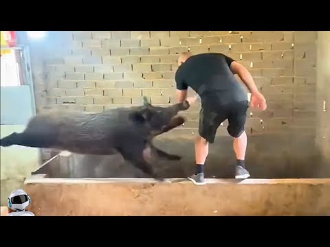Видео: Эти Случаи с Животными Взорвали Интернет! Повезло Снять на Камеру