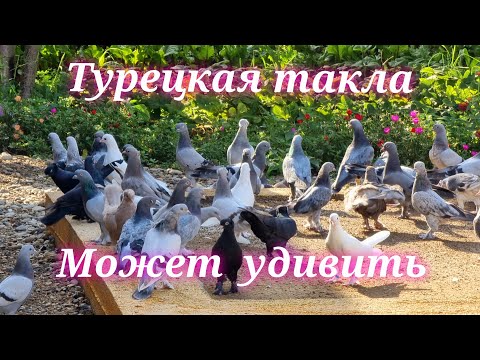 Видео: Голуби Санжара Турецкая такла