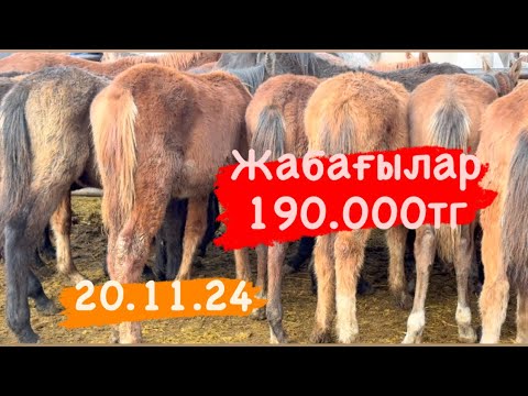 Видео: 20.11.24 Жылқы бағасы. 1-ші бөлім. Қарабүлақ мал базары