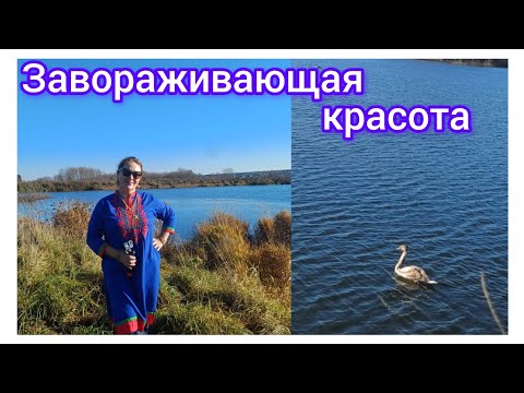 Видео: 94.Лебеди на пруду🦢.Как нас занесло,на сельскую дорогу?🤔😁