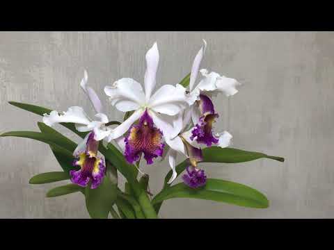 Видео: Cattleya hardyana s/a, часть 2. Секреты успеха в комнатной культуре.