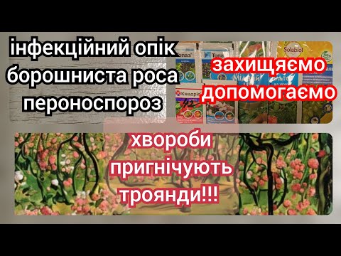 Видео: ХВОРОБИ ТРОЯНД коли виникають, як виглядають ВСЕ ПРО ОБРОБКИ ТРОЯНД для новачків і не тільки 🌹❤️✌️🇺🇦