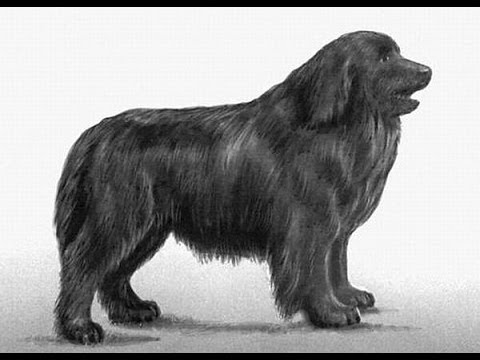 Видео: Про породу собак - Ньюфаундленд