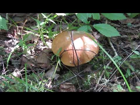 Видео: В лес за грибами//насобирали грибов//