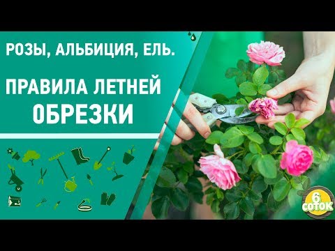 Видео: Розы, альбиция, ель. Правила летней обрезки. 6 соток 24.06.2019