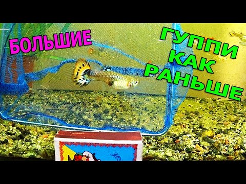 Видео: Гуппи Гиганты