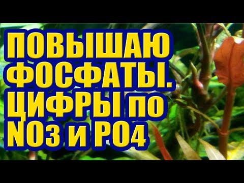 Видео: Повышаю Фосфат, Ксенококус сидит на листьях Растений. Удобрения и Водоросли в Аквариуме. Часть 1