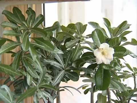 Видео: Адениум. Выращиваем дома. Семена адениума купить. Красивые  цветы адениума