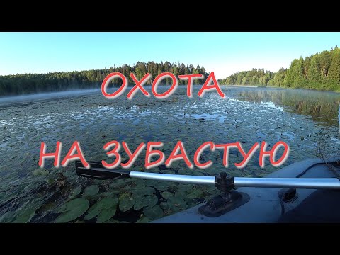 Видео: ЛОВЛЯ ЩУКИ! МЫШ ЕЕ НАШЕЛ И ВЫМАНИЛ, А ЭТОЙ ПРИМАНКОЙ ДОБИЛ