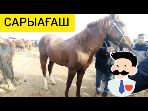 Видео: Сарыағаш мал базары. 31.10.2022ж Жылқылар бағасы.