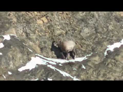 Видео: Охота на якутского снежного барана в горах Якутии.