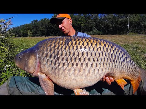 Видео: Побили рекорд! Ловля огромных карпов. Водоём где сбываются мечты