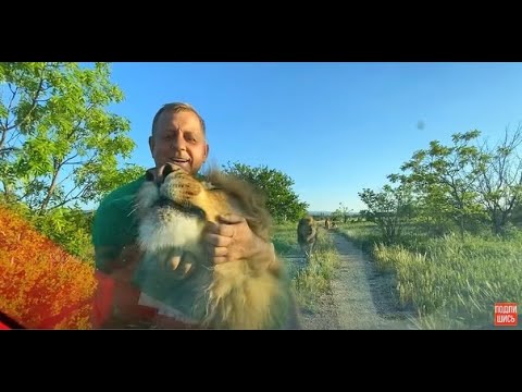 Видео: Ласковый лев  просто КИДАЕТСЯ на МАШИНКУ!