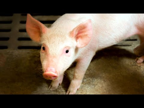 Видео: Николай Дроздов рассказывает о свиньях и кабанах 🐖